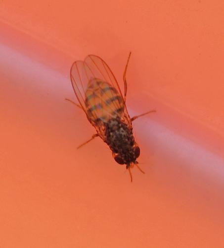 Drosophila hydei